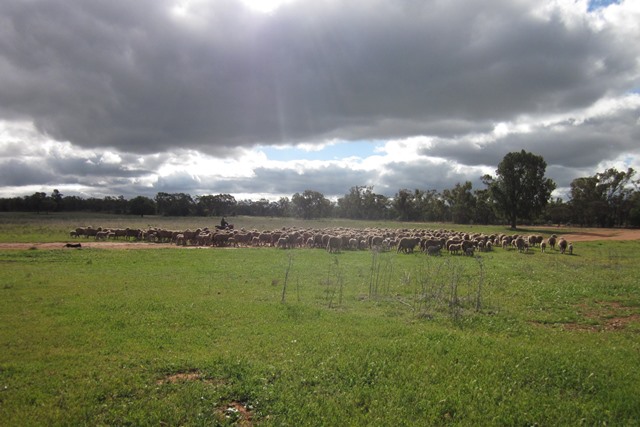 Mustering sheep using quad bikes and dogs